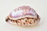 carved shell, "Memory of Odessa", Russia, 1904, 9.3 x 6.2 x 4.7 cm...