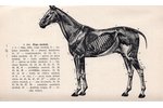 veterinārārsts pulkvedis K.V.Soste, "Zirgu kopšana un saudzēšana", 1940 г., Autora izdevums, 267 стр...
